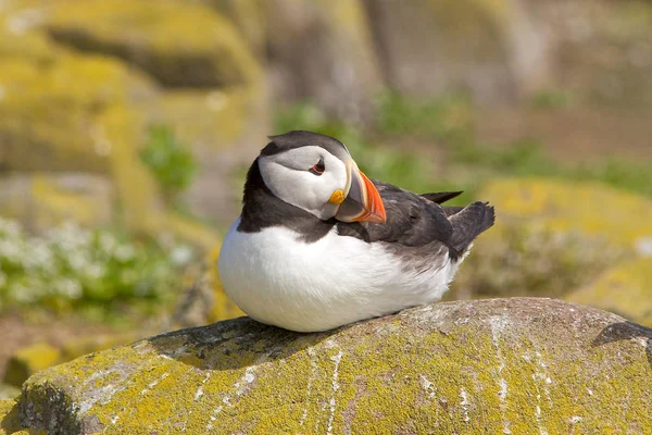 Puffin su una roccia . — Foto Stock