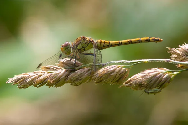 Dragonfly на голові насіння — стокове фото