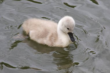 Mute Swan Cygnet.