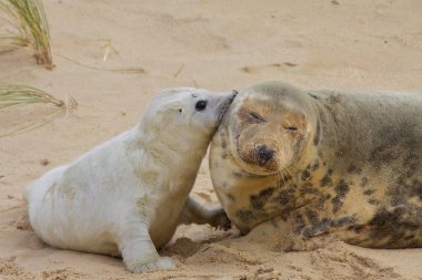 Gri fok anne ve yavru sahilde.