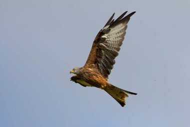 Kırmızı uçurtma uçan.