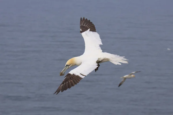 Un Gannet che vola con materiale di nidificazione . — Foto Stock