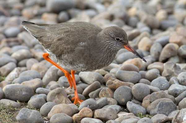 Redshank su una spiaggia di ciottoli . — Foto Stock