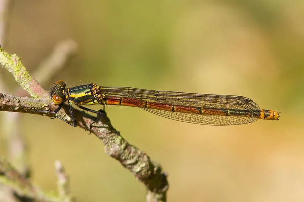 Damselfly vermelho grande no caule . — Fotografia de Stock