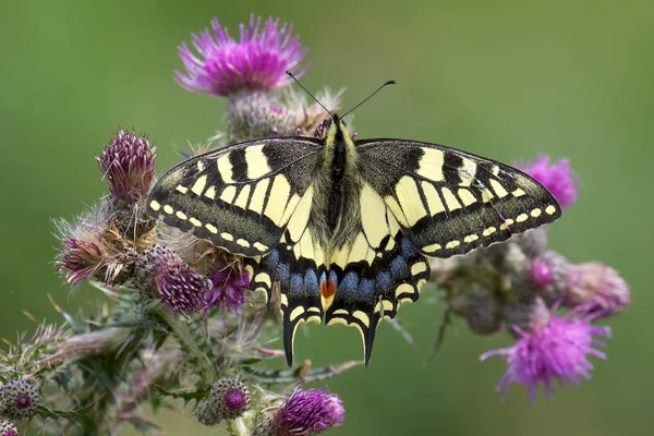 Swallowtail Mariposa en el cardo . — Foto de Stock