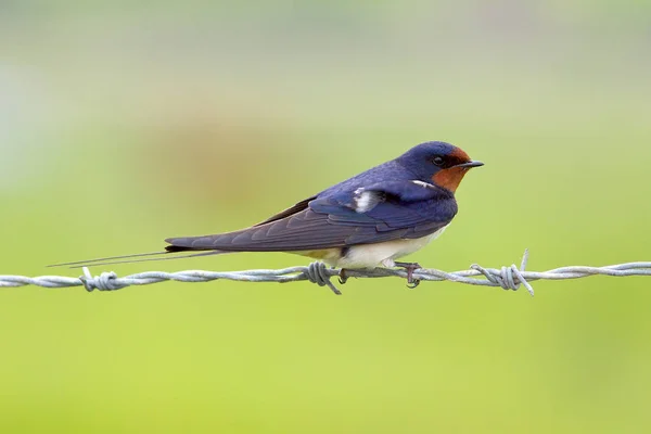 Swallow on barbed wire. — Stock Photo, Image