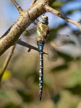 Göçmen Hawker yusufçuk Sonbahar Paz.