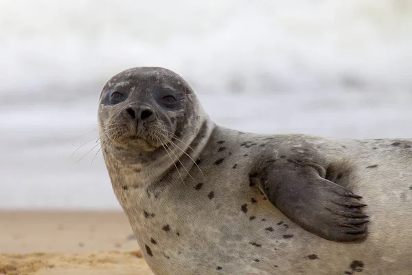 Sigillo grigio sulla spiaggia . — Foto Stock