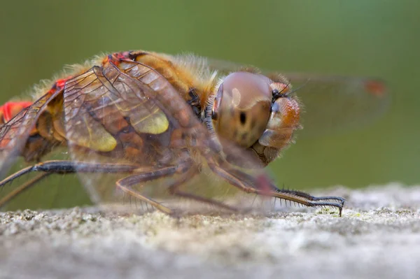 Common Darter dragonfly. — Stock Photo, Image