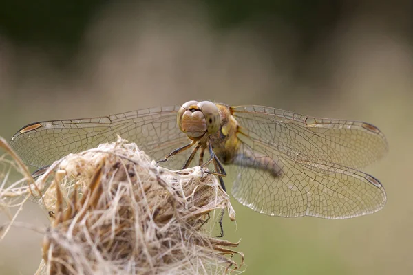 Common Darter dragonfly in autumn. — Stock Photo, Image