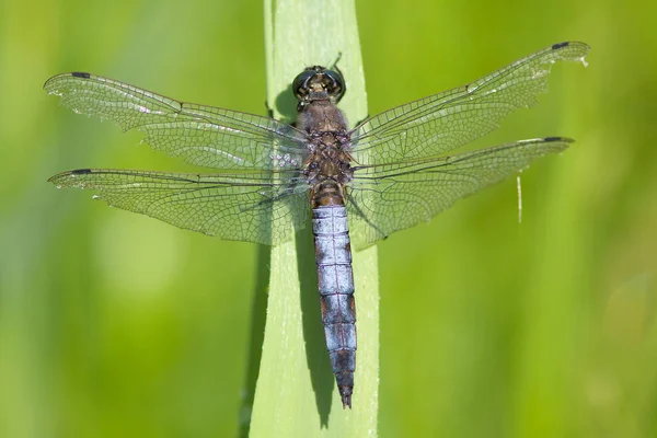 Una libélula Skimmer de cola negra . — Foto de Stock