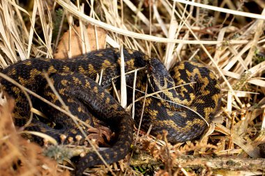Sabah güneşin ortak Avrupa engerek.