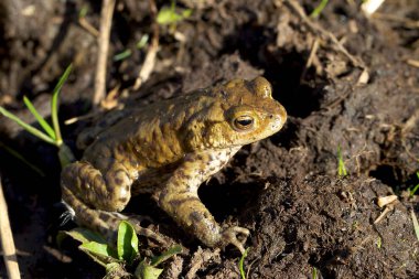Erkek ortak kurbağa.