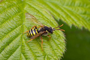 Gooden'ın Nomad arı.