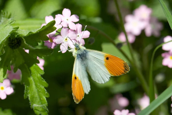 Mariposa punta naranja . — Foto de Stock