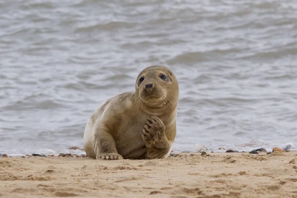 Una foca grigia rilassante sulla spiaggia . — Foto Stock