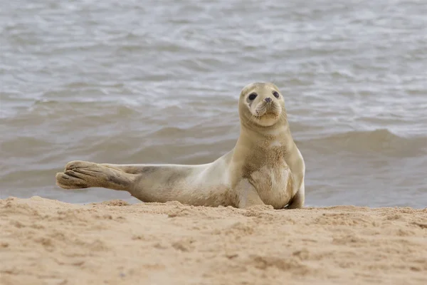 Eine Kegelrobbe entspannt sich am Strand. — Stockfoto