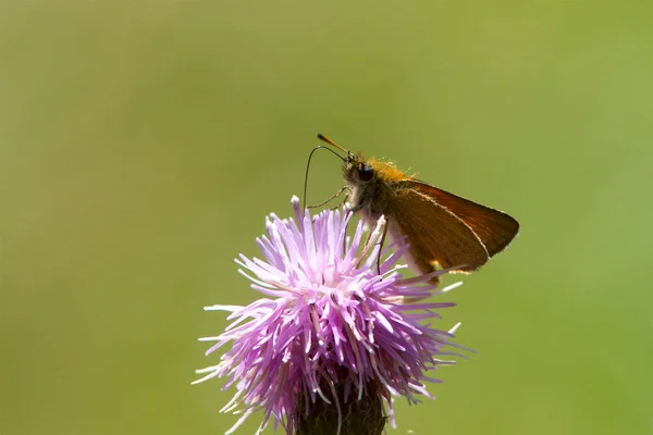 Una mariposa Essex Skipper alimentándose de una flor de cardo — Foto de Stock