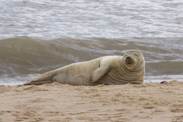 Una foca grigia rilassante sulla spiaggia . — Foto Stock