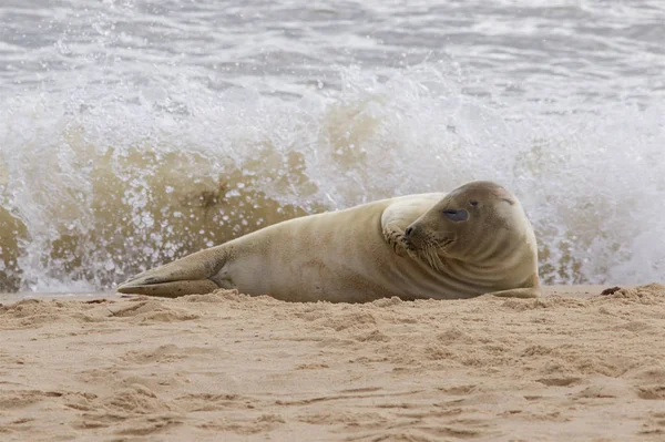 Eine Kegelrobbe entspannt sich am Strand. — Stockfoto