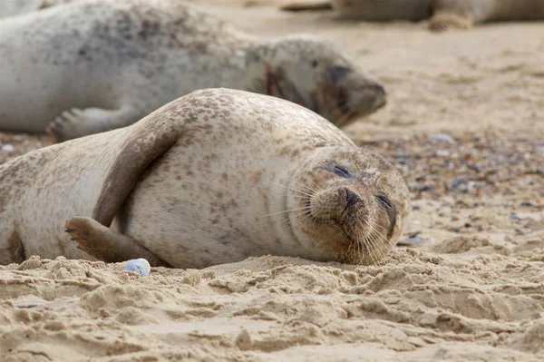 Eine Kegelrobbe entspannt sich am Strand. — Stockfoto