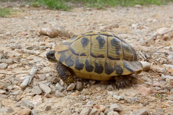Дикая черепаха Германа на острове Минорка . — стоковое фото