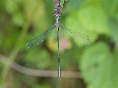 Willow Emerald kızböcekleri, Chalcolestes viridis, bir yaprak üzerinde dinlenme.