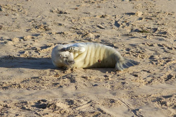 Neugeborener Kegelrobbenwelpe Halichoerus Grypus Den Brutplätzen North Norfolk — Stockfoto