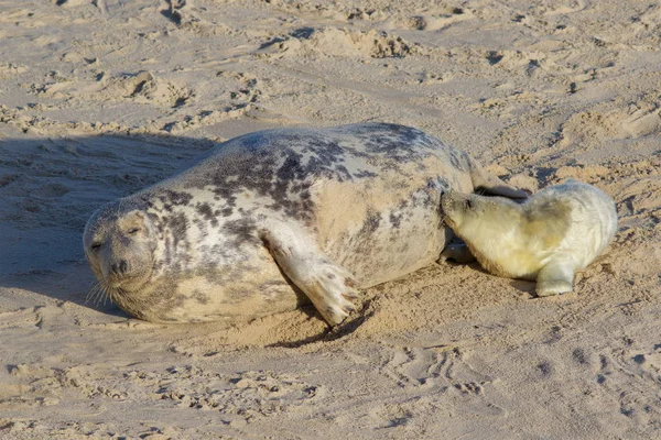 Nowo Narodzonych Szary Seal Pup Halichoerus Gryposa Jego Mamą Podstawy — Zdjęcie stockowe