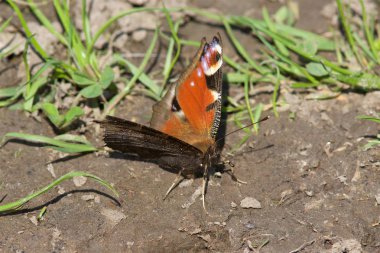 Tavus kuşu kelebek bahar güneş