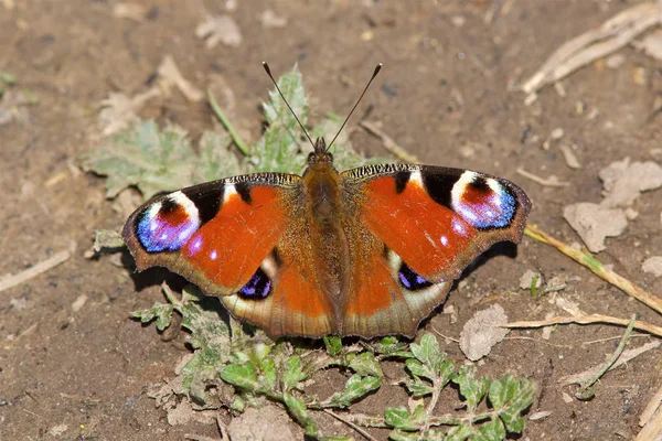 Павлин Бабочка Aglais Раннем Весеннем Солнце — стоковое фото