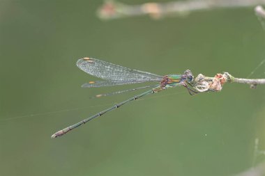 Dal üzerinde söğüt zümrüt bir kız sineği.