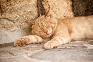 Kedi yerde uyuyor..