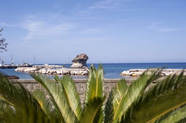 mantar, Ischia.