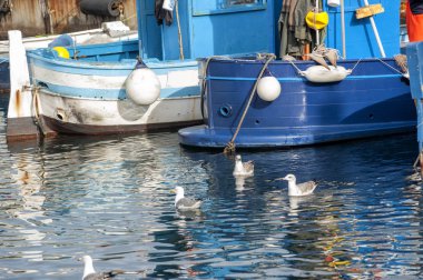 Uçan martı sürüsü, balıkçı limanının suyuna yansıdı..