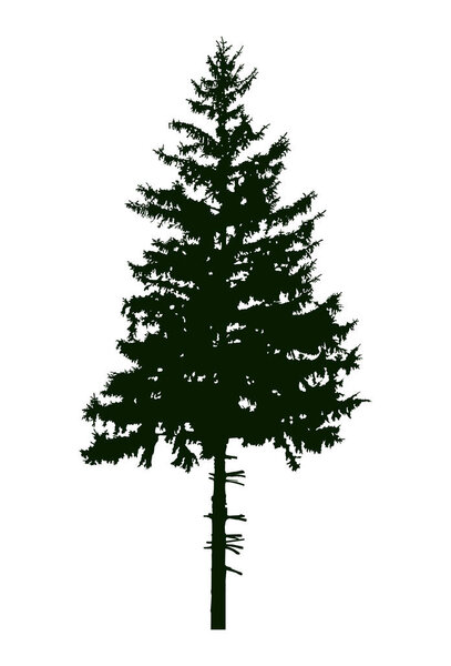 Silhouette of pine  tree 
