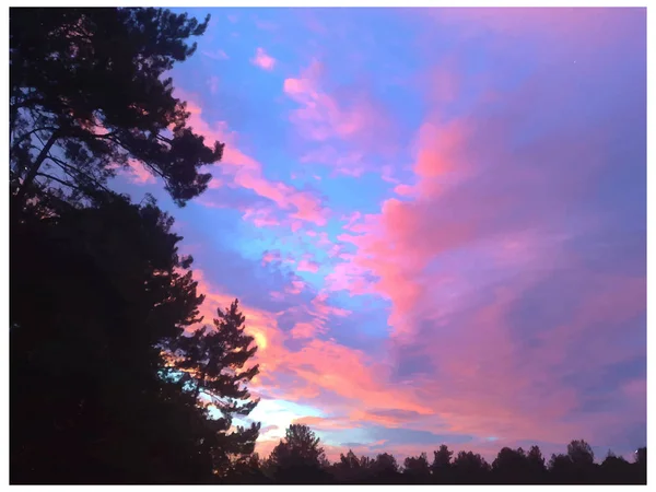 Paysage de forêts de conifères . — Photo