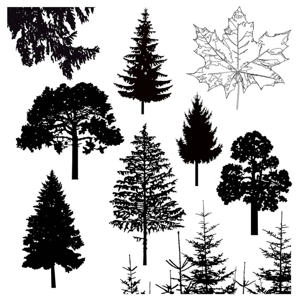 Imagem silhueta de árvores diferentes . — Fotografia de Stock