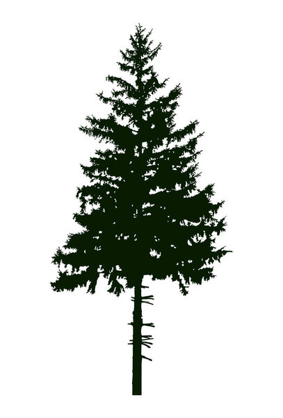 Silhouette of pine tree.