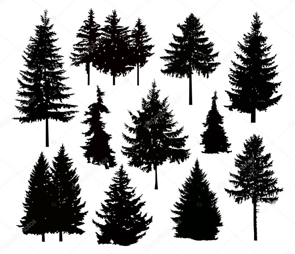Pictures: different pine trees | Silhouette of pine tree. — Stock Photo