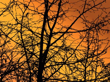 Resmi doğa arka planı. 