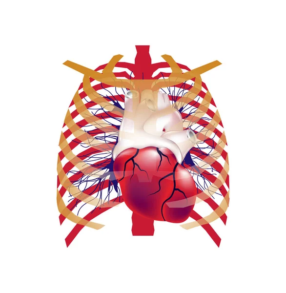 Illustrazione del cuore umano — Foto Stock