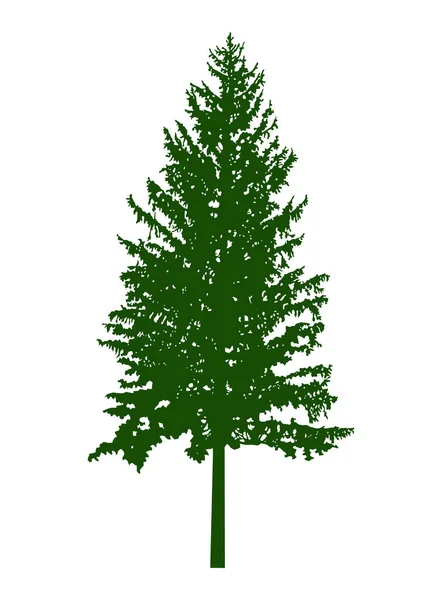 Silhouette of pine  tree (fir) . — Stock Photo, Image