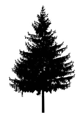 çam ağacı silüeti