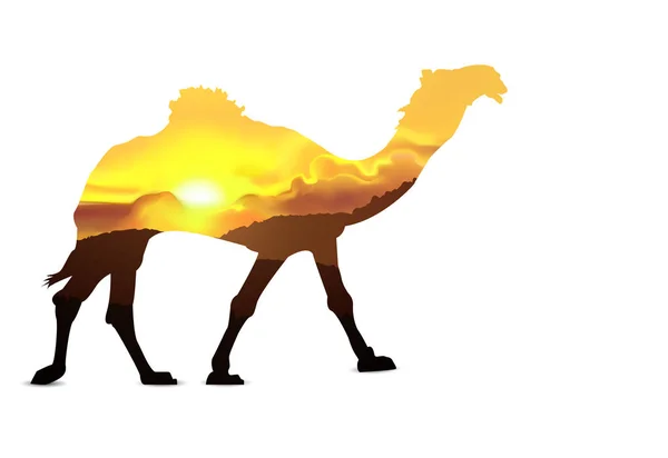 Silhouette of camel — Stock Photo, Image