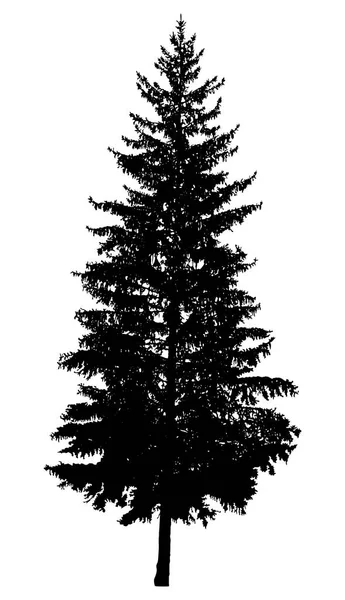 Silhouette of pine tree — Stock Photo, Image