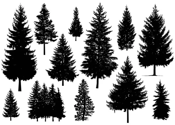 Silhouette of pine trees. — Stock Photo, Image