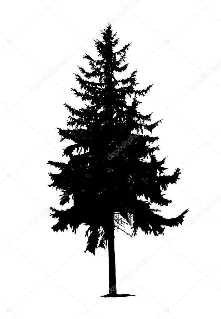 Silhouette of pine tree — Stock Vector © YIK2007 #150426932