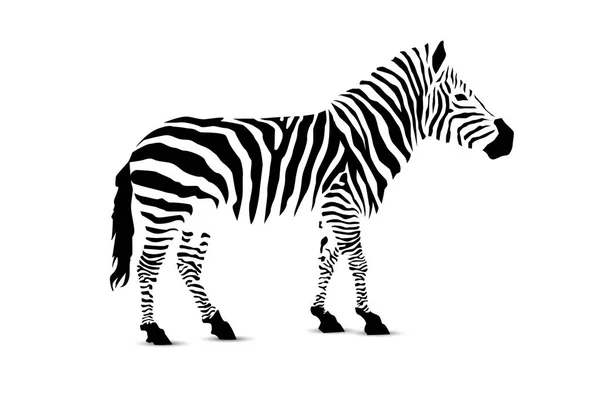 Silhuett av zebra. — Stock vektor