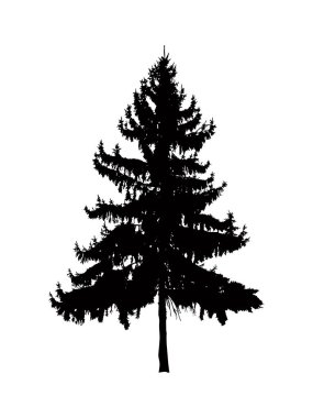 çam ağacı silüeti.